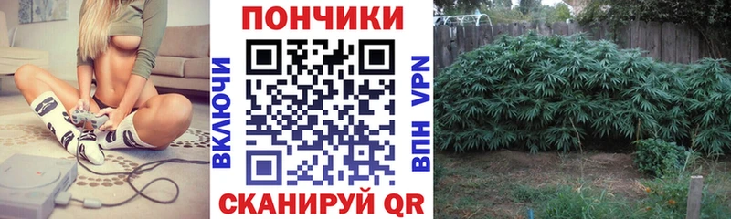 Марихуана гибрид  Шали 